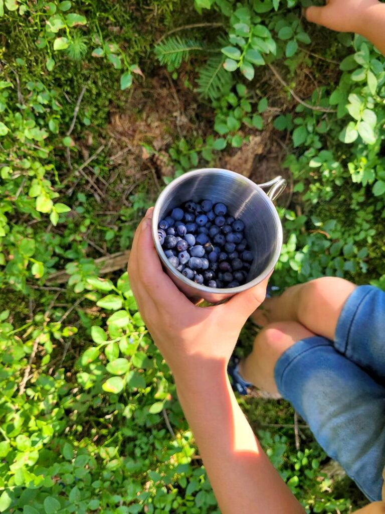 LATO Leśnych Rodzin - informacje praktyczne 8 Lato rodzin zbiory